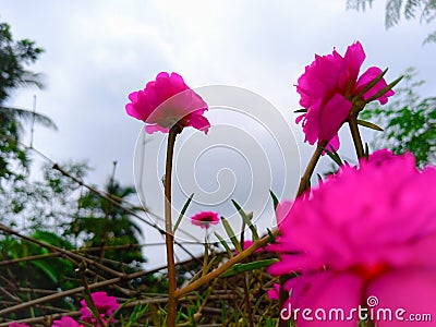 Mexican Rose Stock Photo