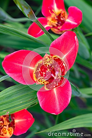 Mexican shellflower Tigridia pavonia Red, a bright red flower Stock Photo