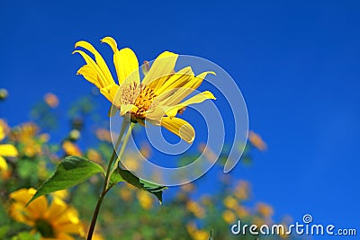 Mexican sunflower Stock Photo