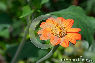 Mexican sunflower (tithonia rotundifolia Stock Photo