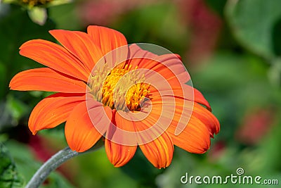 Mexican sunflower (tithonia rotundifolia Stock Photo