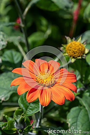 Mexican sunflower (tithonia rotundifolia Stock Photo