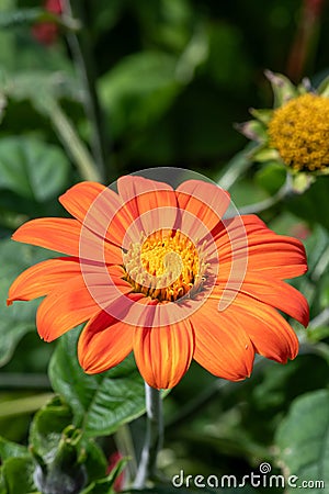 Mexican sunflower (tithonia rotundifolia Stock Photo