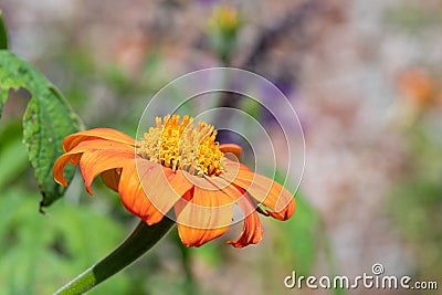 Mexican sunflower (tithonia rotundifolia Stock Photo