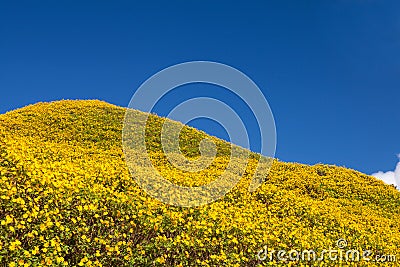 Mexican sunflower weed Stock Photo