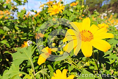 Mexican Sunflower Weed Stock Photo