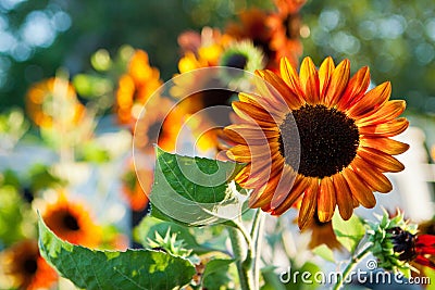 Mexican Sunflowers Stock Photo