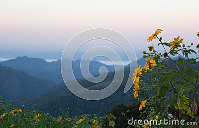 Mexican sunflowers field with Mountain view Stock Photo