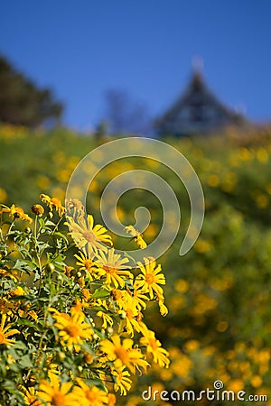 Mexican sunflowers with house in the background Stock Photo