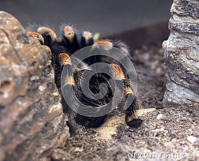 Mexican Tarantula Spider Or Brachypelma Smithi Stock Photo