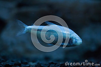 Mexican tetra (Astyanax mexicanus) Stock Photo