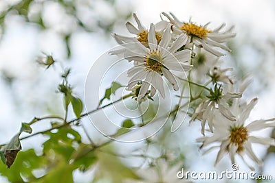 Mexican Tree Daisy Montanoa bipinnatifida, white flowers Stock Photo
