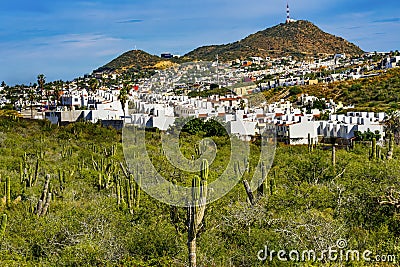 Mexican Village Cardon Cactus Sonoran Desert Baja Los Cabos Mexico Stock Photo