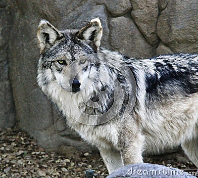 Mexican Wolf Stock Photo