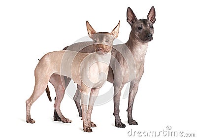 Mexican xoloitzcuintle dogs, white background Stock Photo