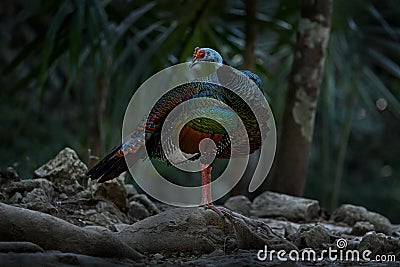 Mexico wildlife. Bird in Zona Arqueológica de Cobá, Yucatán in Mexico. Ocellated turkey, Meleagris ocellata, rare bizar bird in Stock Photo