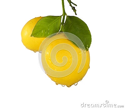 Meyer Lemons Stock Photo