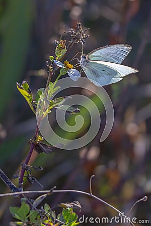 Miami Blue Butterfly Closeup Stock Photo