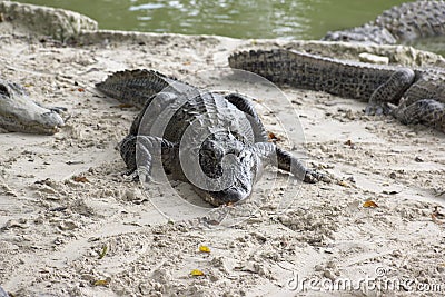 Miami, Florida, USA - Everglades Alligator Farm Stock Photo