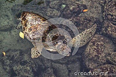 Big turtle at Miami Seaquarium Stock Photo