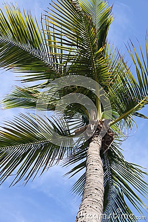Miami Palm Tree Stock Photo
