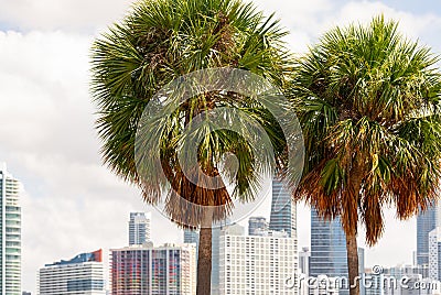 Miami palm trees with city scene in background Stock Photo
