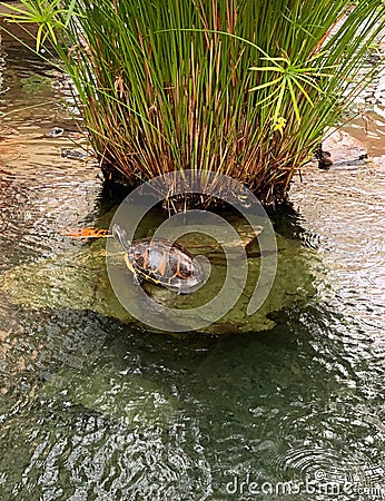 Miami turtle chilling with koi Stock Photo