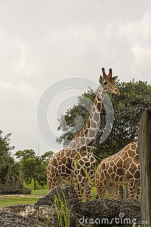 Miami Zoo, Florida, USA - African giraffe Editorial Stock Photo