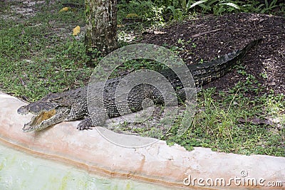 Miami Zoo, Florida, USA - American Alligator Editorial Stock Photo