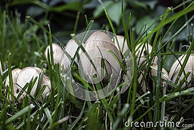 Mica Cap mushroom, Coprinellus micaceus, macro close up in green grass. Stock Photo