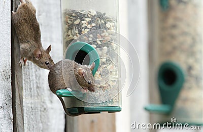 Mice. Stock Photo