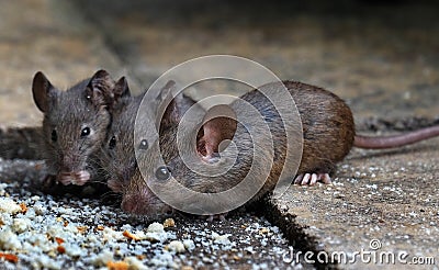 Mice feeding in house garden. Stock Photo