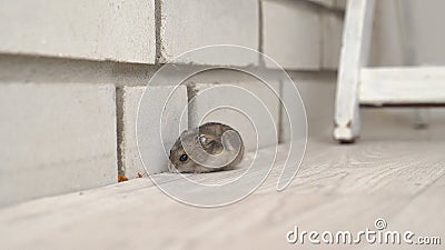 Mice or hamsters run all over floor in house. Stock Photo