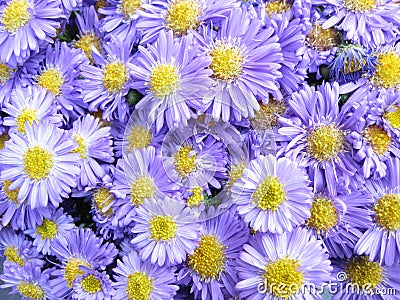 Michaelmas daisy Stock Photo