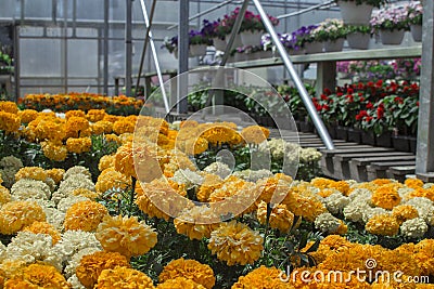 Michigan greenhouse Marigolds for seasonal summer planting. Flats and racks of fresh spring flowers with copyspace. Stock Photo