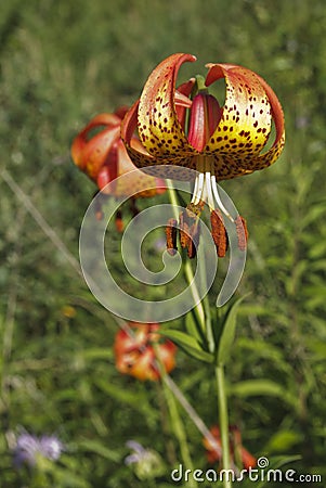 Michigan Wild Lily (Lilium Michiganense) Stock Photo