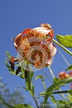 Michigan Wild Lily (Lilium Michiganense) Stock Photo