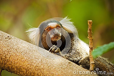 Mico Estrela - Callithrix penicillata Monkey Stock Photo