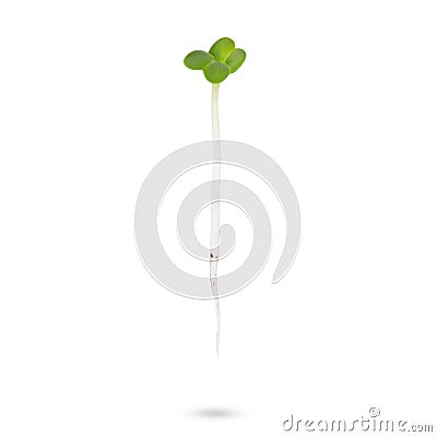 Micro baby leaf vegetable of green radish seeds sprouts isolated on a white background Stock Photo