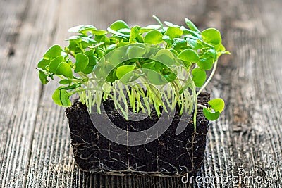 Micro baby salad Stock Photo