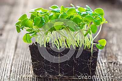 Micro baby salad Stock Photo