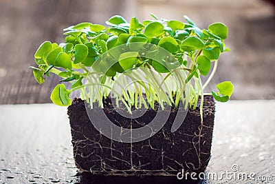 Micro baby salad Stock Photo