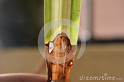 Micro Closeup of grass leaf having two shed green and brown Stock Photo