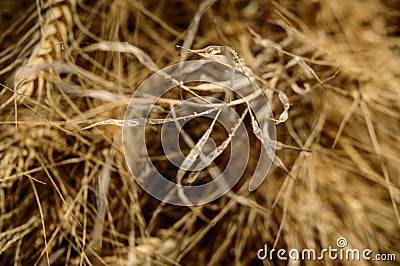 Micro closeup shot of indian wheat which is isolated on field before cleanness Stock Photo