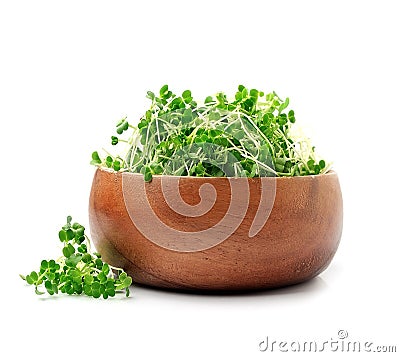 Micro green arugula Stock Photo