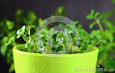 Micro green in ceramic pots Stock Photo