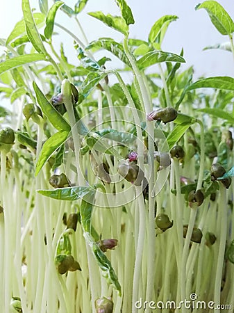 Micro green farming at home image with blurred background closeup image seed environment Stock Photo