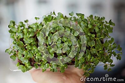 Micro-green radish in the box on the hand, proper nutrition, vitamins Stock Photo