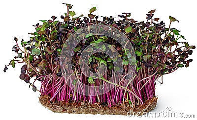 Micro green sprouts of radish isolated on white Stock Photo