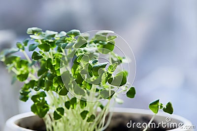 Micro greens arugula sprouts close up. Growing baby sprouts Stock Photo